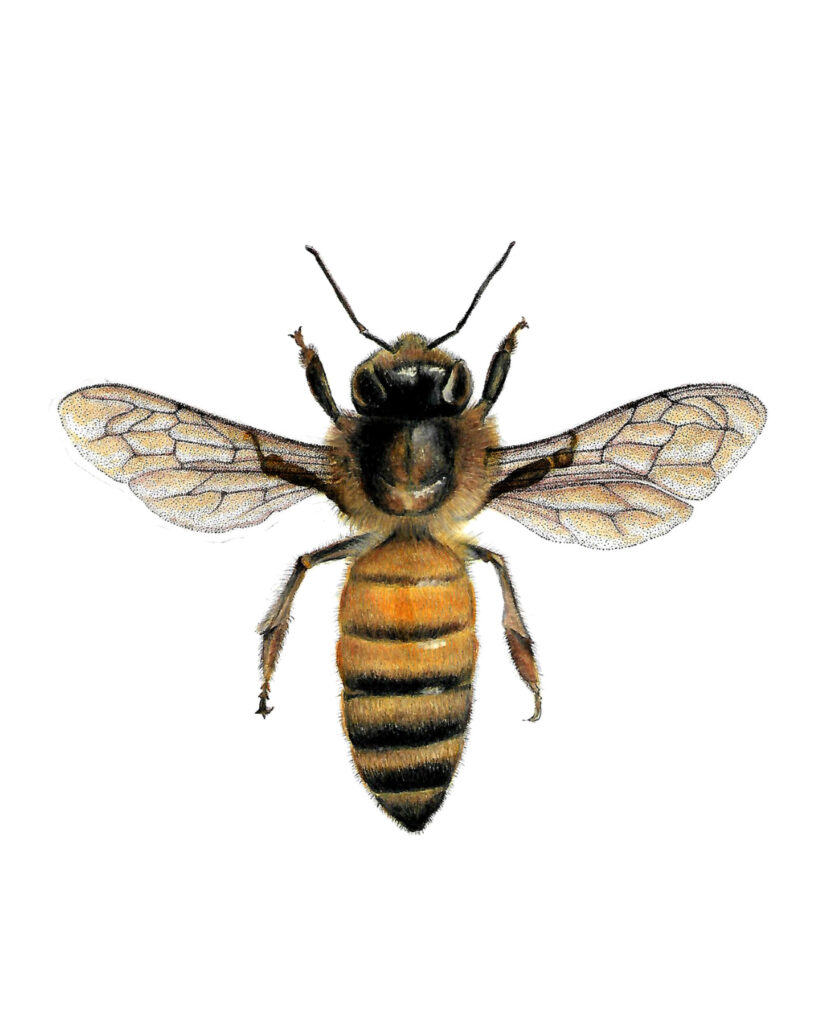 ilustracion-naturalista